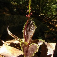 Malaxis discolor (Lindl.) Kuntze